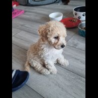 Poochon - Both