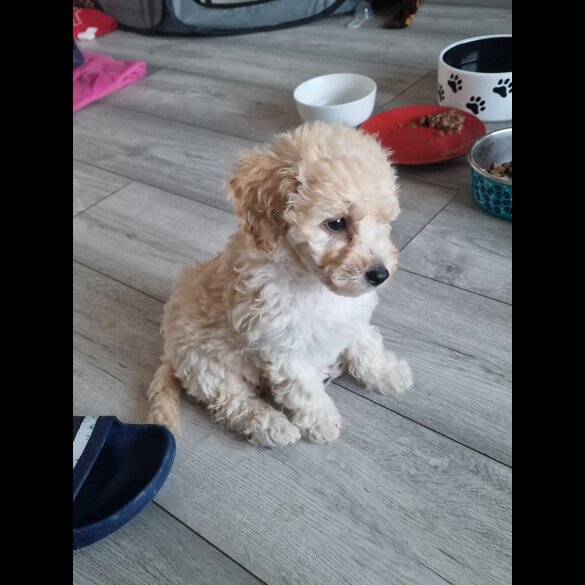 Poochon - Both