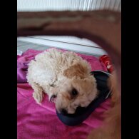 Poochon - Both