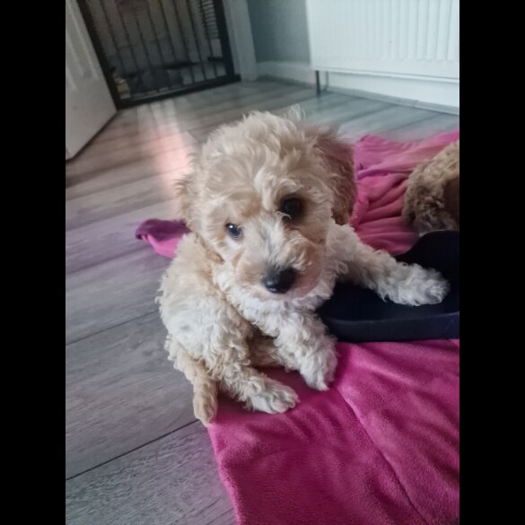 Poochon - Both