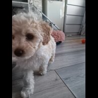 Poochon - Both