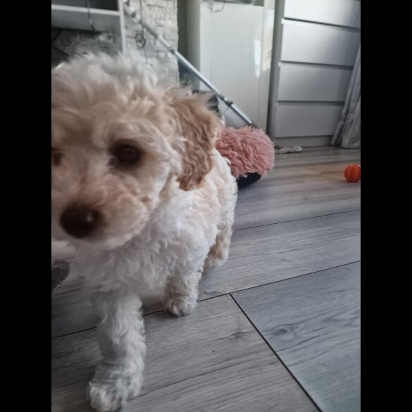 Poochon - Both