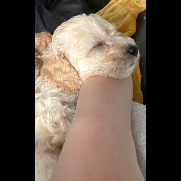 Poochon - Both