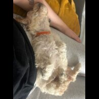 Poochon - Both