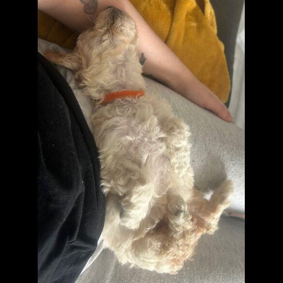 Poochon - Both