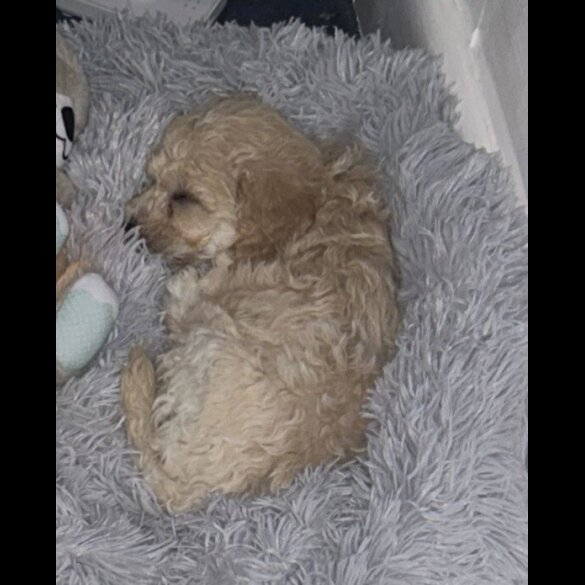 Poochon - Both