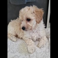 Poochon - Both