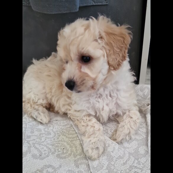 Poochon - Both