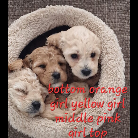 Poochon - Both