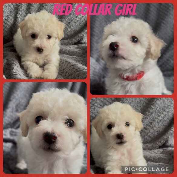 Poochon - Both