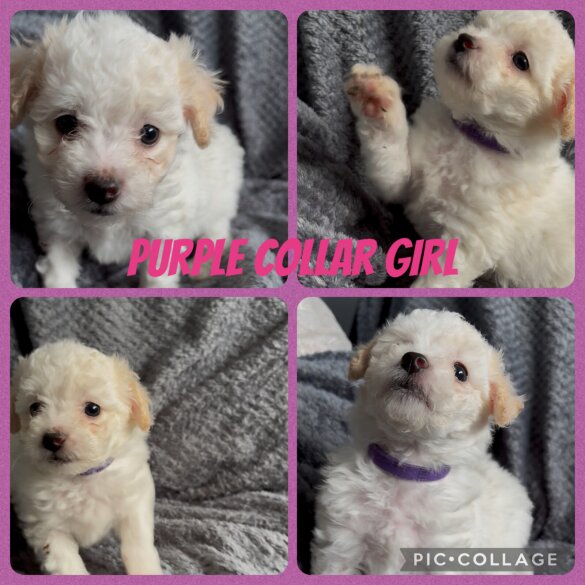 Poochon - Both