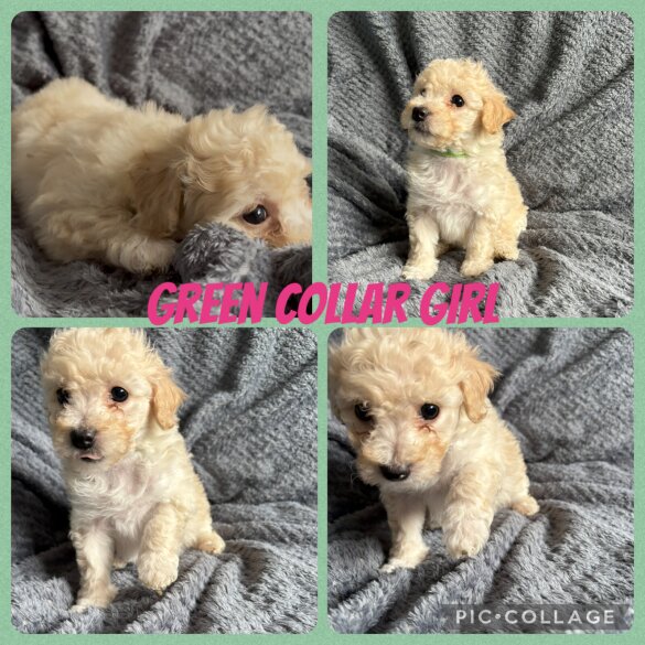 Poochon - Both