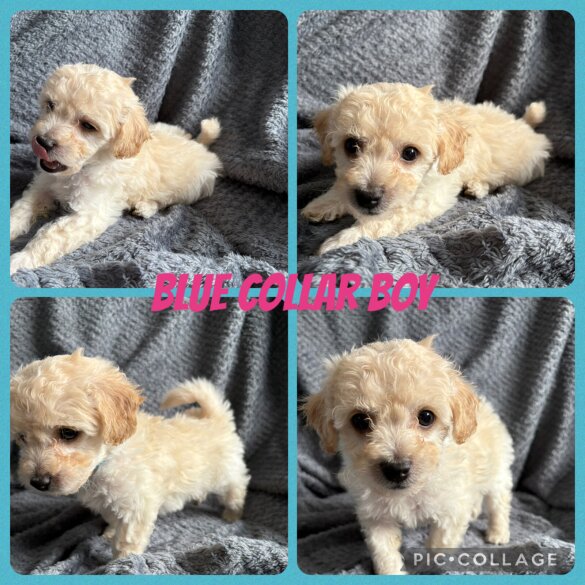 Poochon - Both