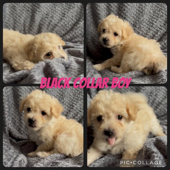 Poochon - Both