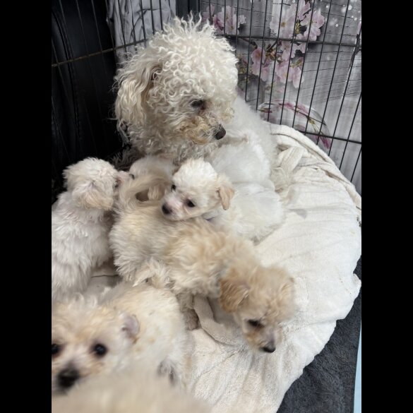 Poochon - Both