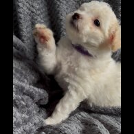 Poochon - Both