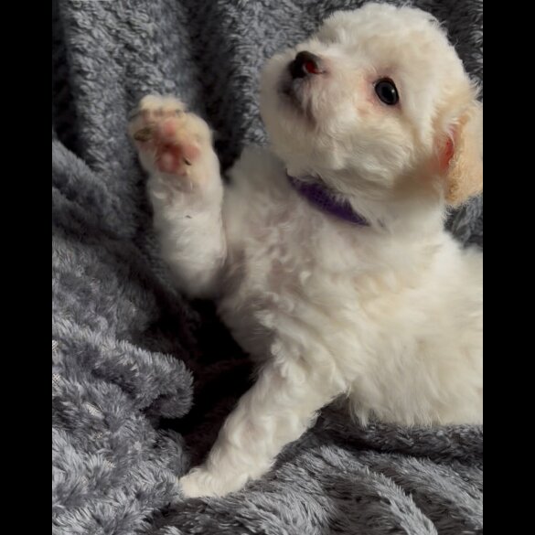 Poochon - Both