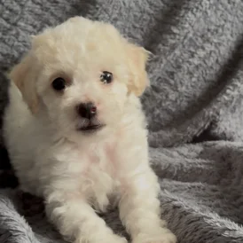 Poochon - Both
