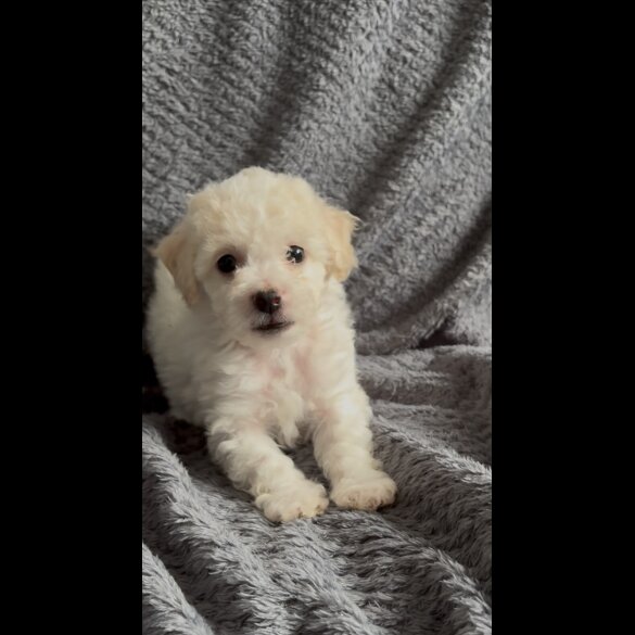 Poochon - Both