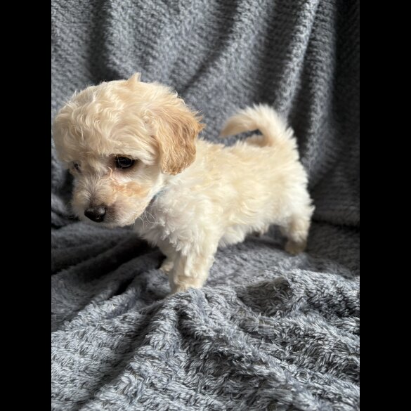 Poochon - Both