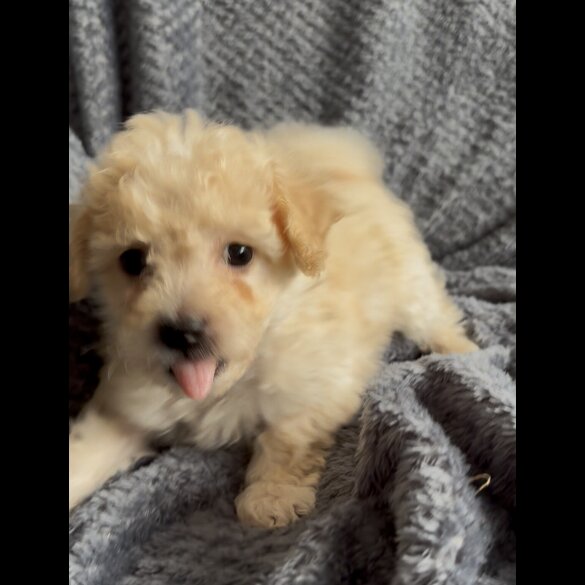 Poochon - Both