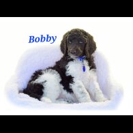 Poodle - Both