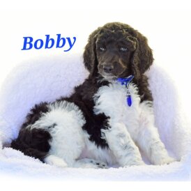 Poodle - Both