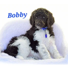 Poodle - Both