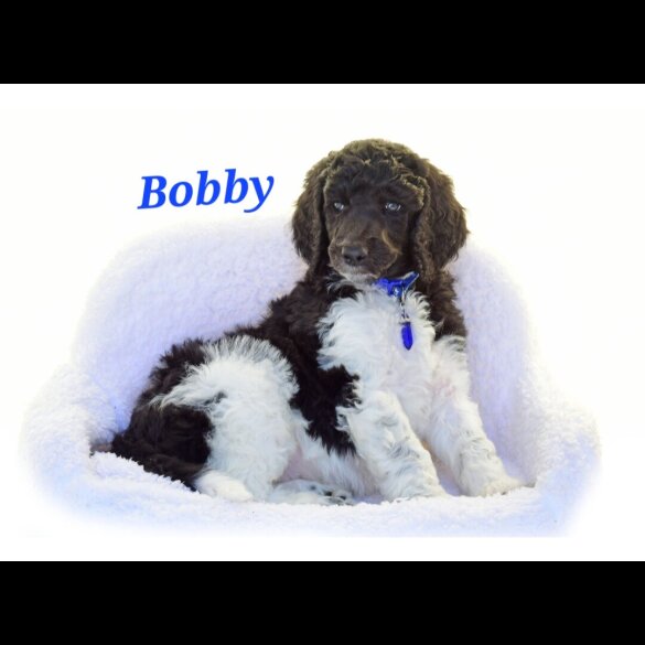 Poodle - Both