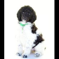 Poodle - Both
