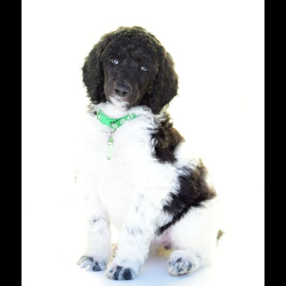 Poodle - Both