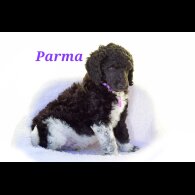 Poodle - Both