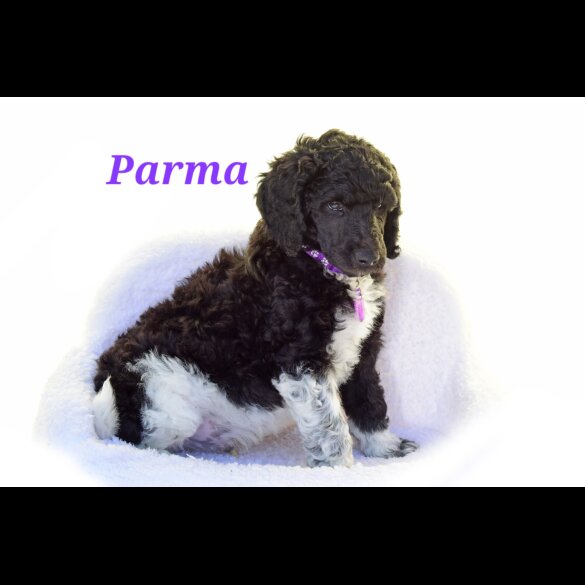 Poodle - Both