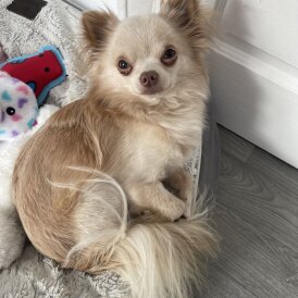 Chihuahua