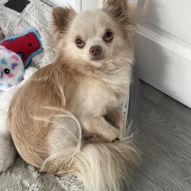 Chihuahua