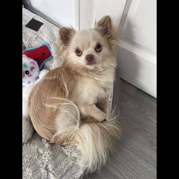 Chihuahua