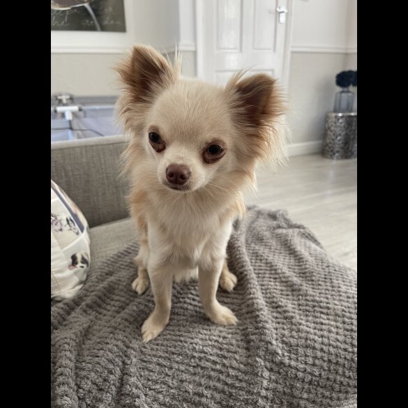 Chihuahua