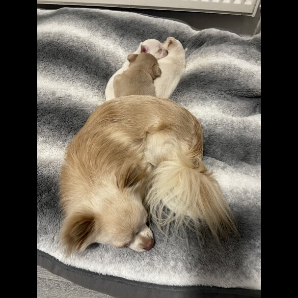 Chihuahua