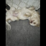 Chihuahua