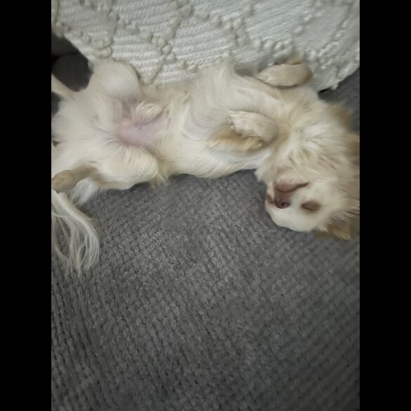 Chihuahua