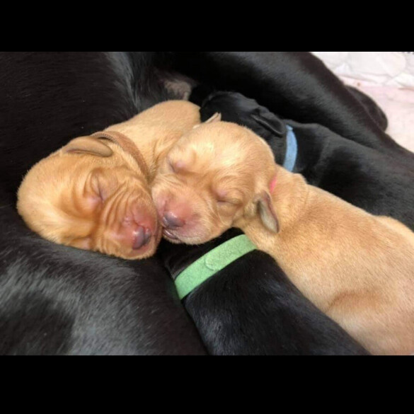 Labrador Retriever