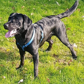 Labrador Retriever