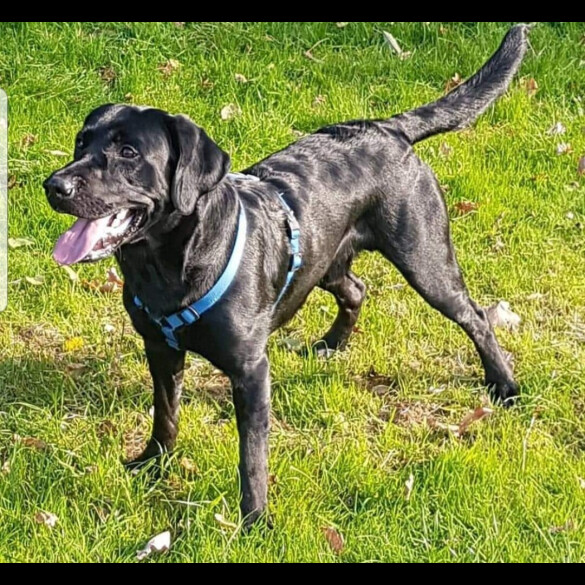 Labrador Retriever
