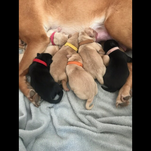 Labrador Retriever