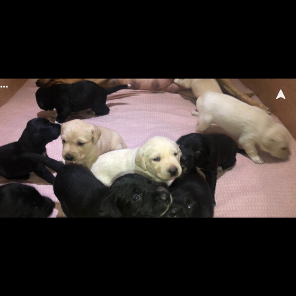 Labrador Retriever
