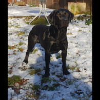 Labrador Retriever