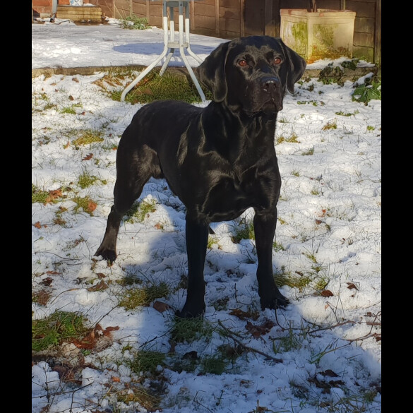 Labrador Retriever