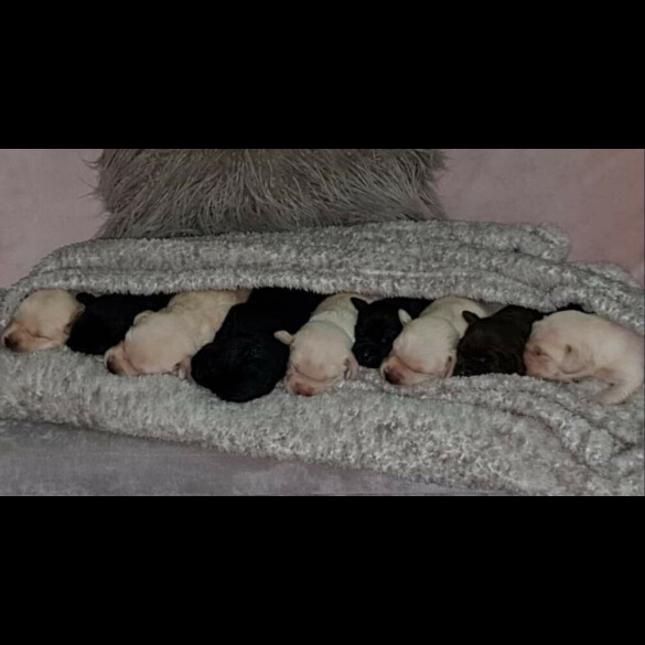 Labrador Retriever