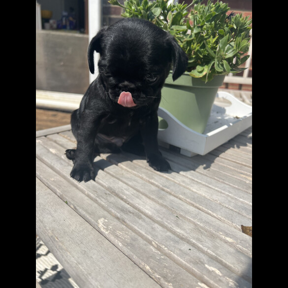 Pug - Both