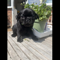 Pug - Both